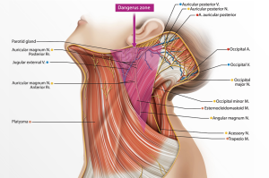 Anatomical illustration of the cervical region highlighting muscle, vascular, and nerve structures, with a marked “Danger Zone” relevant for aesthetic and medical procedures.
