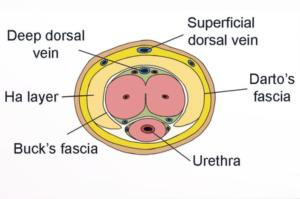 Cross-Sectional Anatomy of the Penis for Hyaluronic Acid Filler Augmentation - Male Genital Aesthetic Enhancement