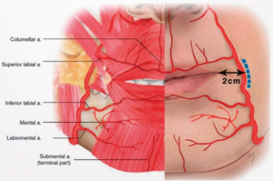 Facial anatomy illustration showing arterial supply to the chin and perioral region, including columellar, labial, mental, and submental arteries—key injection danger zones for aesthetic injectors.