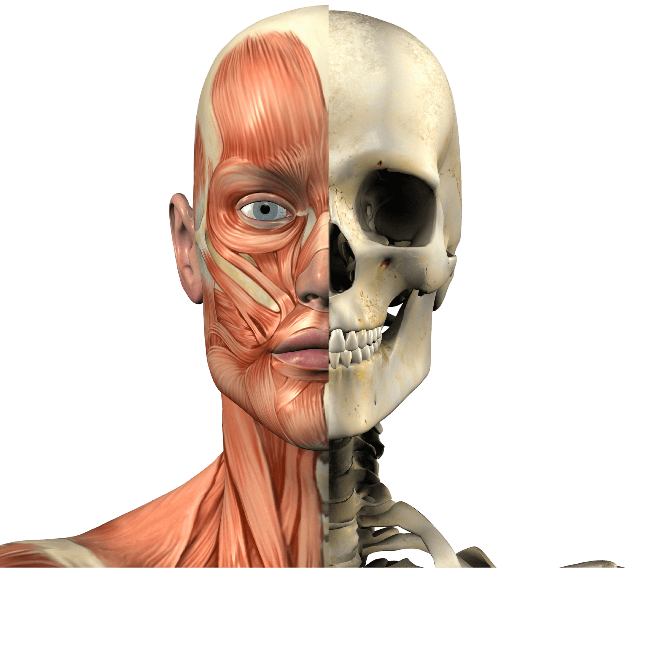 3D medical illustration of the human face showing half skeletal anatomy and half facial musculature, used in Heddy Tech’s scroll-triggered interactive learning graphic.