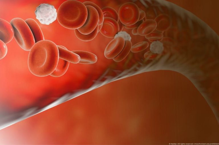 3D medical illustration of red and white blood cells flowing through a blood vessel, representing filler-induced vascular occlusion pathophysiology in aesthetic medicine
