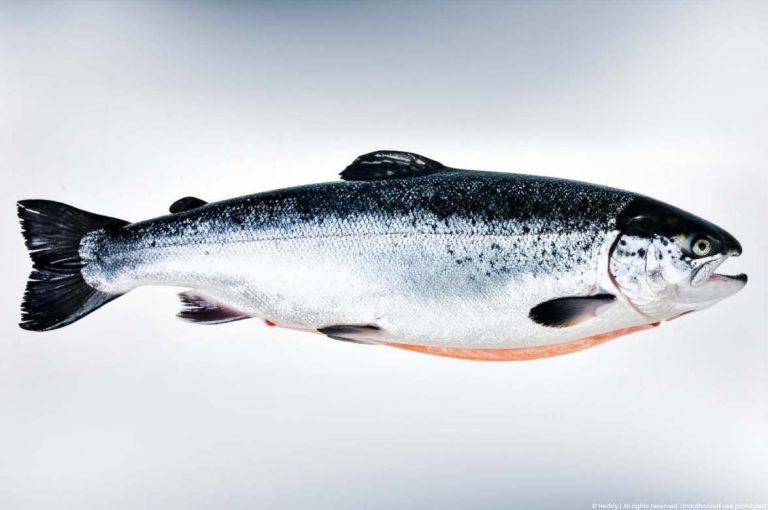 Full-body photograph of a whole Atlantic salmon against a white background, referencing the fish-derived polynucleotide (PDRN/PN) ingredient used in aesthetic medicine skin biostimulation and dermal priming treatments