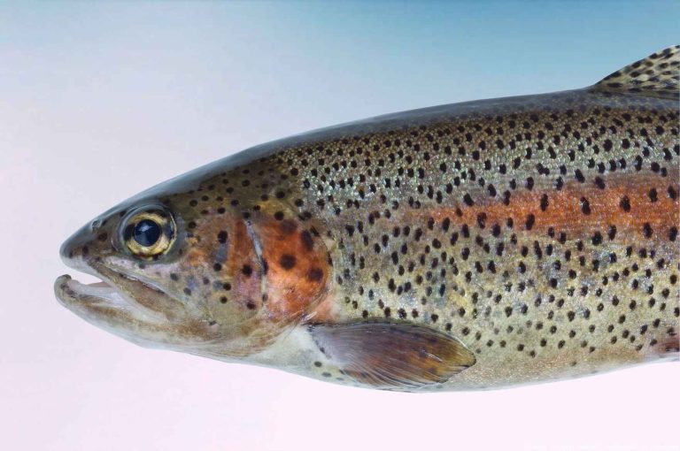 Tail of a rainbow trout against a pale blue studio backdrop, illustrating polynucleotides, long-chain DNA purified from salmon-family fish.
