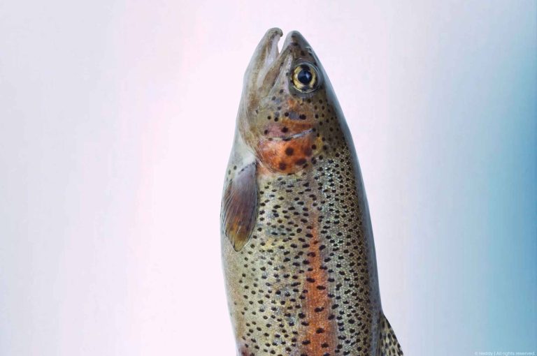 Tail of a rainbow trout against a pale blue studio backdrop, illustrating polynucleotides, long-chain DNA purified from salmon-family fish.